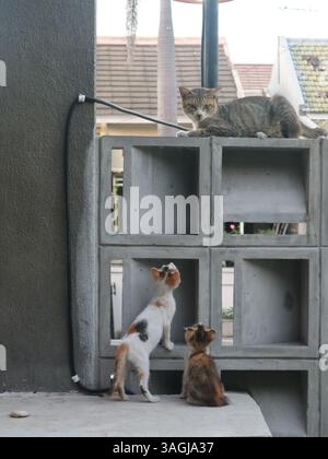 Zwei entzückende Kätzchen, die im Sommer draußen posieren Stockfoto