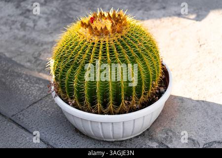 Großer runder Kaktus in weißem Topf auf dem Bürgersteig Stockfoto