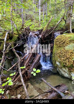 Waldstrom, Der Über Gefallene Baumstämme Fließt Stockfoto