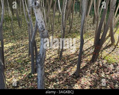 Ein malerischer Blick auf viele Baumstämme in einem Wald, mit Sonnenlicht und Schatten. Stockfoto