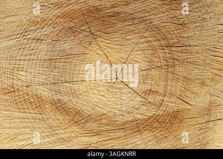 Nahaufnahme eines Baumstammquerschnitts mit detaillierten Wachstumsringen und natürlicher Holzstruktur. Stockfoto