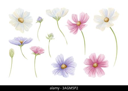 Aquarellwildblumen in pastellrosa, lila und weißen Farben isoliertes Illustrationsset. COSMOS-Blüten mit Knospen handgezeichneter Blumenklipart in einfacher Form Stockfoto