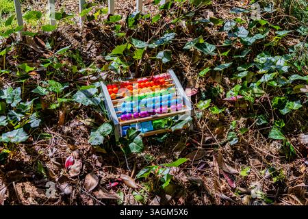 Buntes Lernspielzeug aus Holz mit Alphabet, das auf dem Waldboden zwischen grünen Efeublättern und trockenem Laub liegt, teilweise verwittert. Stockfoto