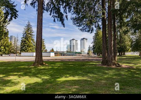 Stadtpark mit Kiefern und Skyline der Stadt im Hintergrund. Stockfoto