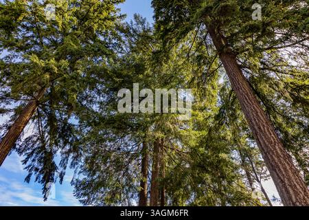 Blick nach oben auf hohe immergrüne Kiefern in einem Wald mit Sonnenlicht, das durch die Äste filtert. Blauer Himmel blickt durch das üppige grüne Baldachin. Stockfoto