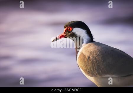 Roter Sturz, der in der Nähe des Wassers steht Stockfoto