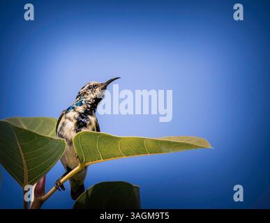 Sunbird, der zwischen grünen Blättern mit tiefblauem Himmel thront Stockfoto