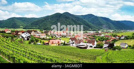 Weinberge bei Weissenkirchen Wachau Österreich in grüner Landschaft an einem sonnigen Tag Stockfoto