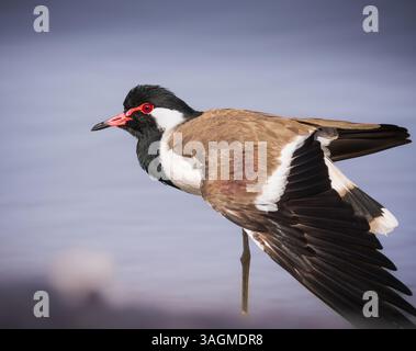 Roter Sturz, der in der Nähe des Wassers steht Stockfoto