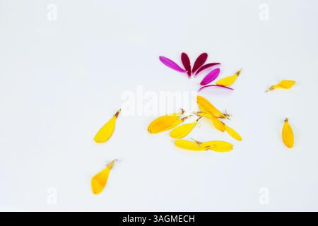 Gefallene Blütenblätter. Heiße rosa, gelbe Lappen der afrikanischen Gänseblümchen Gerbera Blume isoliert auf weißem Hintergrund mit schöner Schattenreflexion. Kreatives Layout. Stockfoto