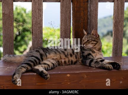 Eine Tabbykatze, die auf einer Holzbank liegt und die sonnige Umgebung im Freien mit üppigem Grün im Hintergrund genießt. Stockfoto