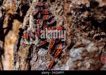 Der Feuerwahn Pyrrhocoris apterus. Gemeines Insekt der Familie Pyrrhocoridae. Das Aggregationsverhalten der großen Gruppe von Feuerbugs auf der Baumrinde. Natur Stockfoto
