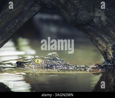 Ein Nahbild eines Krokodils, das teilweise in Wasser getaucht ist, mit nur Augen und Schnauze sichtbar. Die strukturierte Haut des Krokodils glänzt. Stockfoto