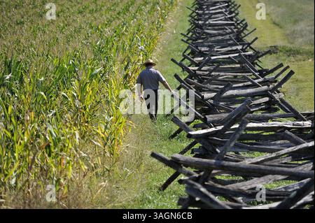 11. September 2012 - Sharpsburg, MD, USA - Ranger Brian Baracz spaziert durch das Maisfeld im Antietam National Battlefield Park, wo einige der heftigsten Kämpfe während des berühmten Bürgerkriegs in Sharpsburg, Maryland, stattfanden. Vor hundertfünfzig Jahren, am 17. September 1862, kämpften etwa 100.000 Soldaten in der Schlacht von Antietam; etwa 23.000 wurden getötet, verwundet oder vermisst. (Kreditbild: © Kim Hairston/MCT/ZUMAPRESS.com) Stockfoto