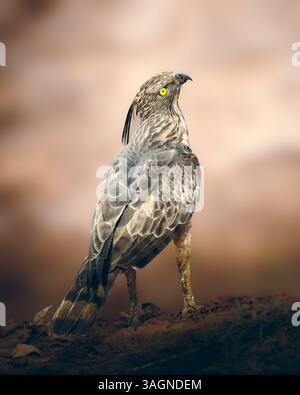 Raubvogel-Jagd Stockfoto