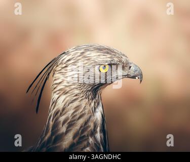 Raubvogel-Jagd Stockfoto