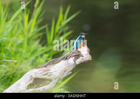 Eisvogel hockte auf einem toten Baumzweig neben einem Fluss. Stockfoto