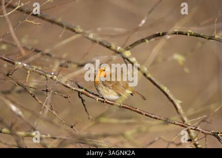 Rotkehlchen saß an einem sonnigen Wintermorgen in einem Busch. Stockfoto