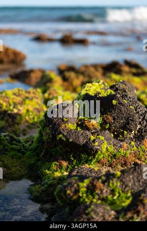 Makro aus moosigen Felsen und Korallen mit Wellen im Hintergrund, leuchtenden Grün-, Blau- und Weißtönen, die Küstenstruktur und Meerestiefe zeigen Stockfoto