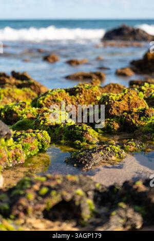 Makro aus moosigen Felsen und Korallen mit Wellen im Hintergrund, leuchtenden Grün-, Blau- und Weißtönen, die Küstenstruktur und Meerestiefe zeigen Stockfoto