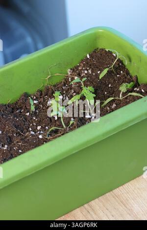 Setzlinge von Tomatenpflanzen in einem Kunststoffbehälter. Stockfoto