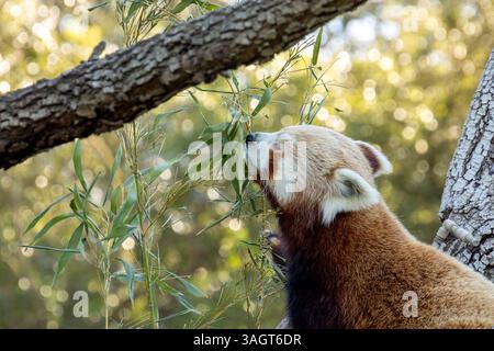 Panda in einem Baum Stockfoto