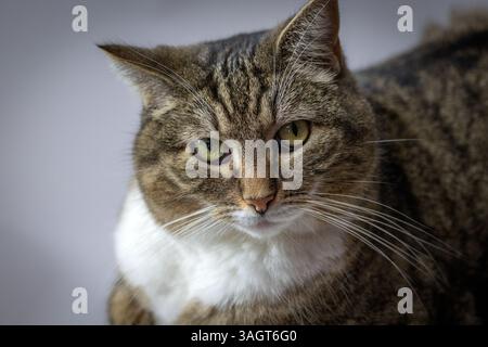 Nahporträt einer Tabbykatze Stockfoto
