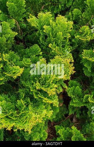 Langsam wachsende immergrüne Nadelbäume, Chamaecyparis obtusa „Nana gracilis“, verleihen Felshöhen und Grenzen das ganze Jahr über Farbe Stockfoto