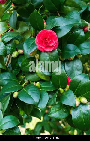 Zarte, hellrote Blüten, Camellia japonica „Cammmpbellii“, die im Freien wachsen, glänzende Blätter, die in tropischen und subtropischen Gebieten im Osten zu finden sind Stockfoto