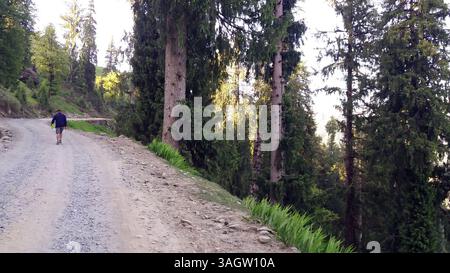 Ein Alleinreisender spaziert auf einem Kiesweg, umgeben von hoch aufragenden Bäumen in einer friedlichen Waldlage bei Sonnenaufgang. Stockfoto