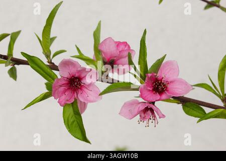 Nahaufnahme mehrerer zarter rosa Pfirsichblüten an einem einzigen Ast. Stockfoto