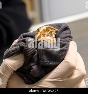 Ein Augenarzt untersucht das Auge einer gewöhnlichen Wachtel (Coturnix coturnix), um die bestmögliche Behandlung für dieses Vogelgedächtnis zu ermitteln Stockfoto