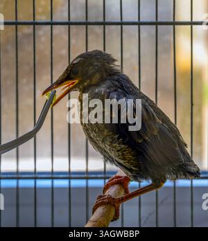 Das Tierarztpersonal füttert eine verwaiste, stationäre Amsel (Turdus merula شحرور), die im israelischen Wildlife Hospital Ramat Gan fotografiert wurde Stockfoto