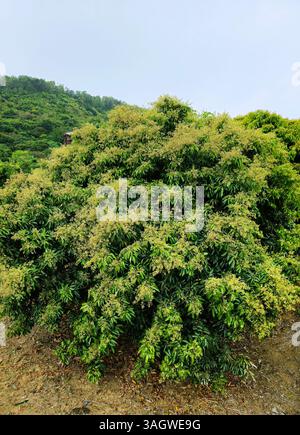 Litschi-Baumblüten. Lamma Island, Hongkong. Stockfoto