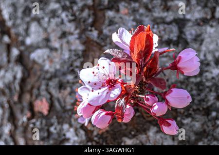 Floral : Blossom Burst Stockfoto