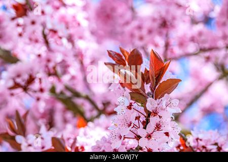 Floral : Blossom Burst Stockfoto