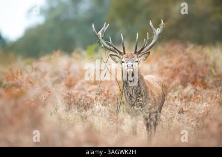 Porträt eines Rothirsches mit Gras auf Geweih, der während der Furche im Herbst auf einer Wiese steht, Großbritannien. Stockfoto