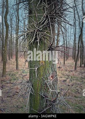 Großaufnahme Honig-Heuschreckenbaum-Stamm mit mehreren großen Dornen, die aus seiner Rinde wachsen Stockfoto
