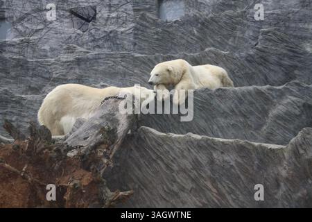 Zwei Eisbären im Prager Zoo, die sich sanft in ihrem Gehege kuscheln. Ein seltener Moment der Zuneigung zwischen majestätischen arktischen Tieren in Gefangenschaft. Stockfoto