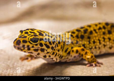 Nahaufnahme eines Leoparden-Gecko (Eublepharis macularius) Gefangenen der Leoparden-Gecko ist ein beliebtes Haustier Stockfoto