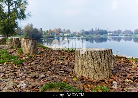 Das Bild zeigt eine ruhige Seeszene mit Baumstümpfen, die einen mit Herbstlaub bedeckten Pfad säumen. Stockfoto