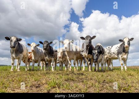 Kühe gruppieren sich nebeneinander in der ersten Reihe, eine schwarz-weiße Herde auf einem Feld, glücklich und fröhlich und blau bewölkter Himmel Stockfoto