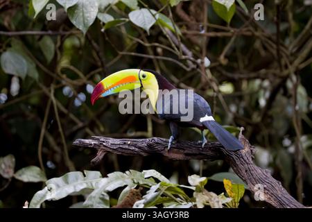 Toucan mit Kielschnabel in Costa Rica Stockfoto