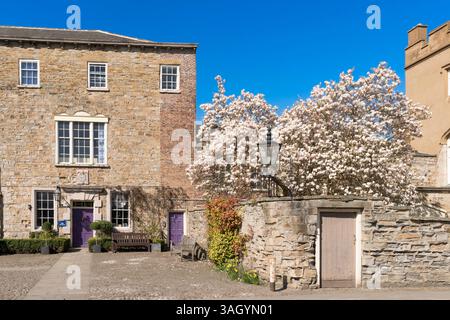 Magnolienbaum blüht am Eingang der Durham Chorister School, England, Großbritannien Stockfoto