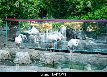 Gruppe von Flamingos in einem Zoo-Lebensraum umgeben von üppigem Grün. Frohe Sommertage, Reise- und Urlaubskonzept. Stockfoto