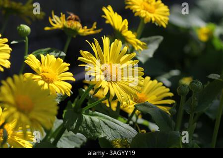 Die schönen gelben Blüten von Doronicum „Little Leo“ im Frühling Großbritannien. Stockfoto