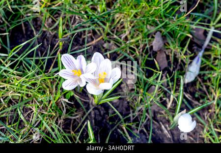 Crocuses Flowers on Hampstead Heath London UK Stockfoto