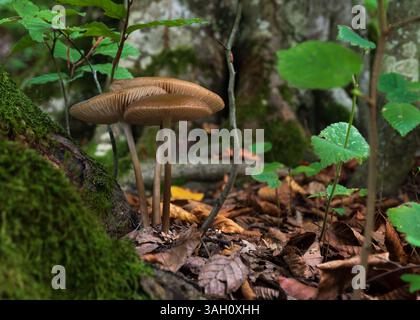 Hymenopellis radicata Pilz neben dem alten Stumpf aus nächster Nähe, umgeben von jungen Buchen und Waldboden bedeckt mit trockenen Blättern Stockfoto