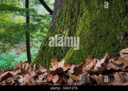 Junger Baum an der Basis eines großen Baumes aus nächster Nähe, Eichensäßchen und großer Baum bedeckt mit Moos Stockfoto