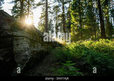 Sonnenuntergang über einem gefallenen Sequioa-Baum auf einer Wiese in der Nähe des Waldes im Mammutbaum-Nationalpark Kalifornien Stockfoto